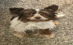 Biewer Terrier dogs for sale: Yoko - Image 1