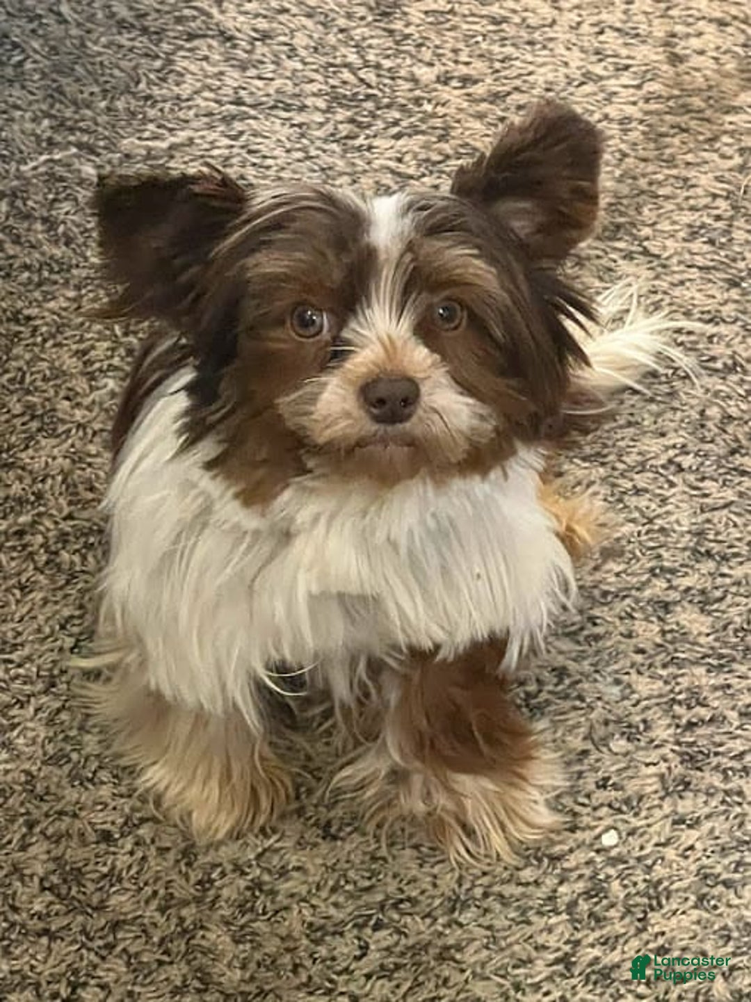 Biewer Terrier dogs for sale: Yoko - Image 1