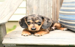 Miniature Dachshund dogs for sale: Dustin - Image 1