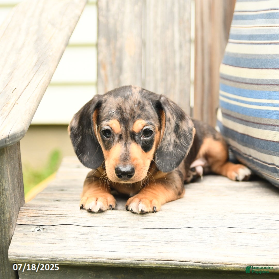 Miniature Dachshund dogs for sale: Dustin - Image 1
