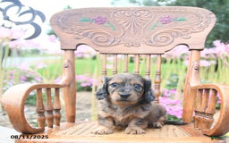 Miniature Dachshund dogs for sale: Zoey - Image 3
