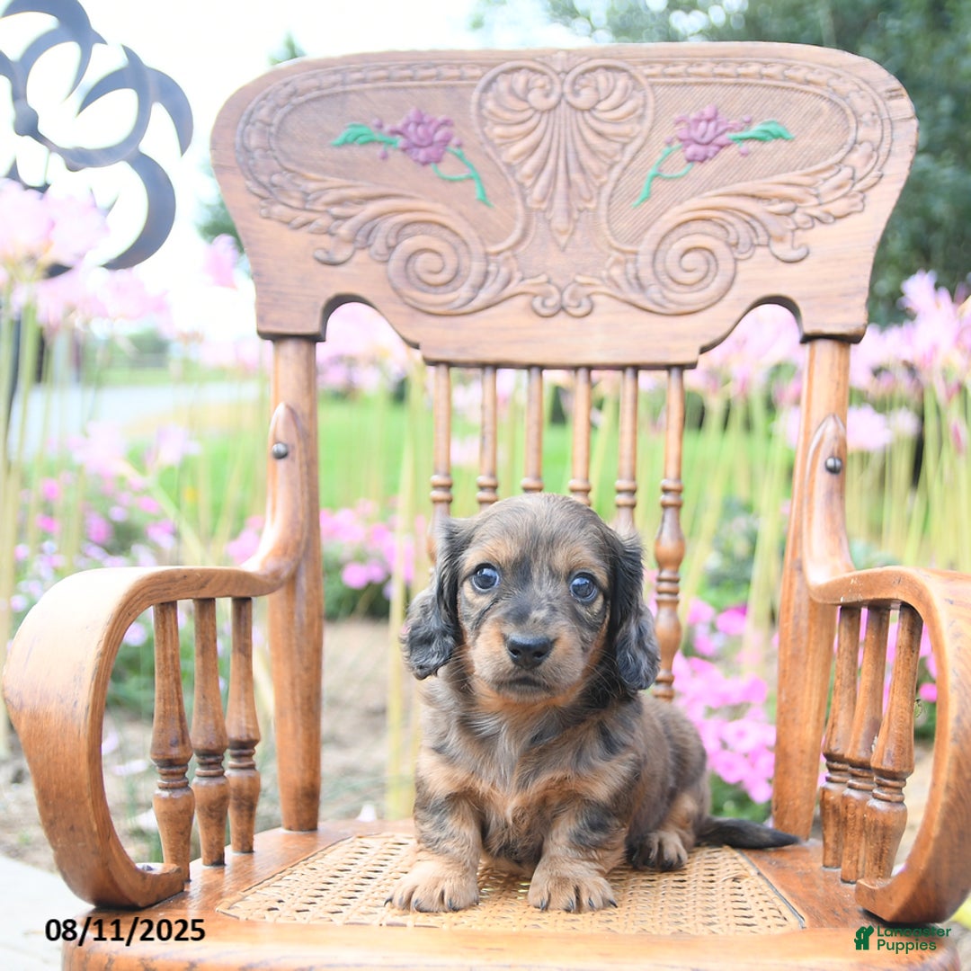 Miniature Dachshund dogs for sale: Zoey - Image 3