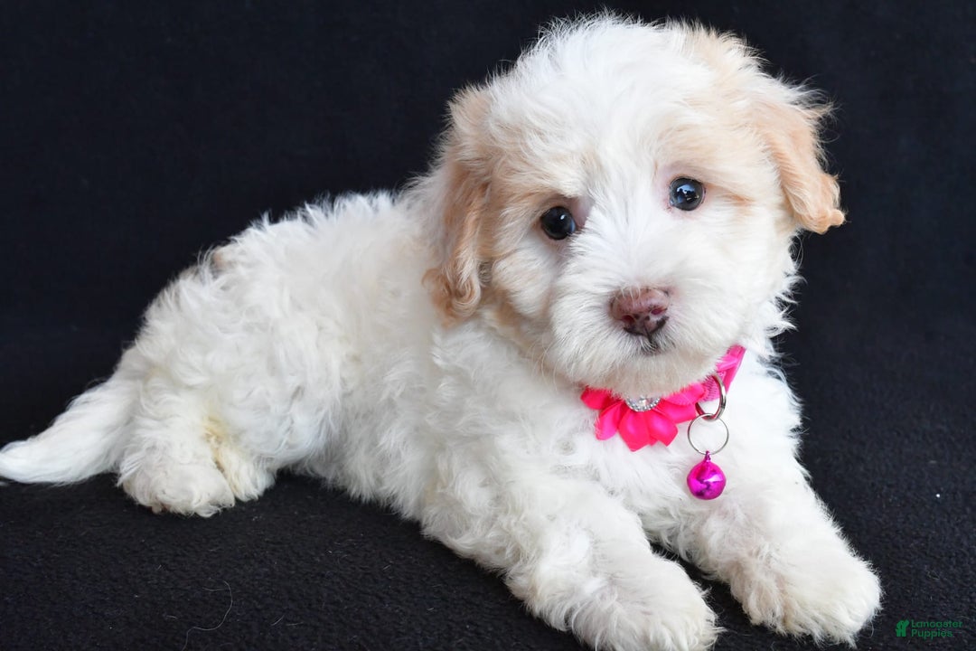 Havapoo dogs for sale: Molly - Image 3