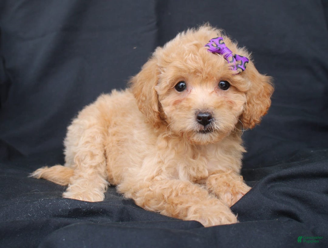 Bichpoo dogs for sale: Beauty - Image 1