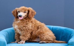 Standard Poodle dogs for sale: Ronnie - Image 2