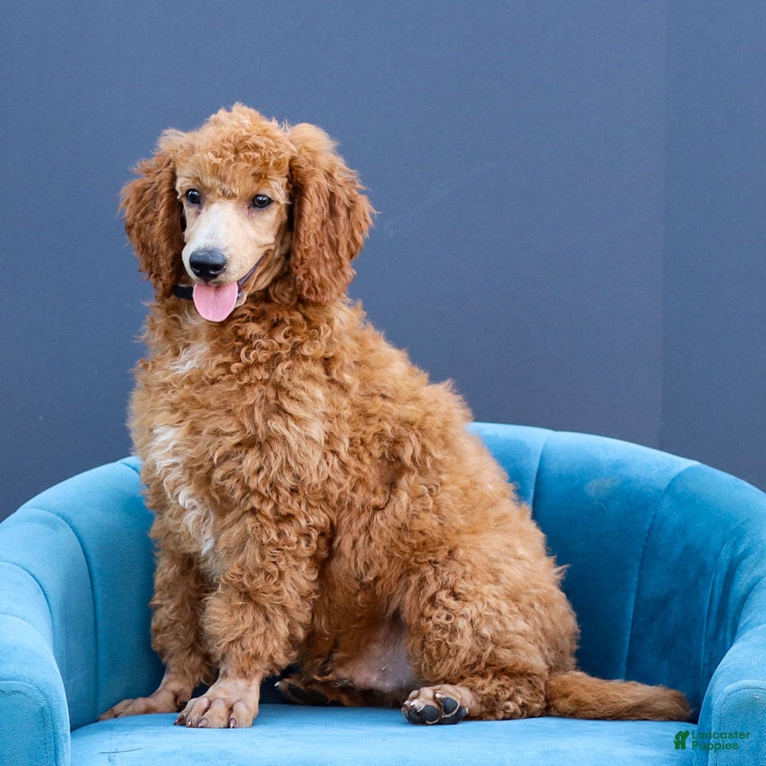 Standard Poodle dogs for sale: Ronnie - Image 2