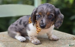 Miniature Dachshund dogs for sale: Trigger - Image 5