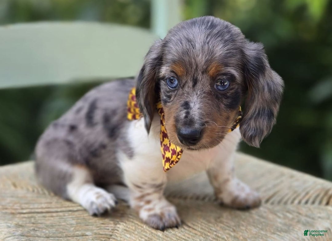Miniature Dachshund dogs for sale: Trigger - Image 5