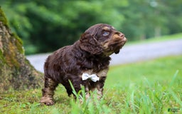 Cockapoo dogs for sale: Ace - Image 8