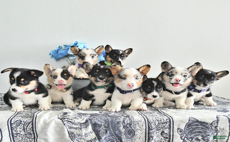 Welsh Corgi Pembroke dogs for sale - Ad 3