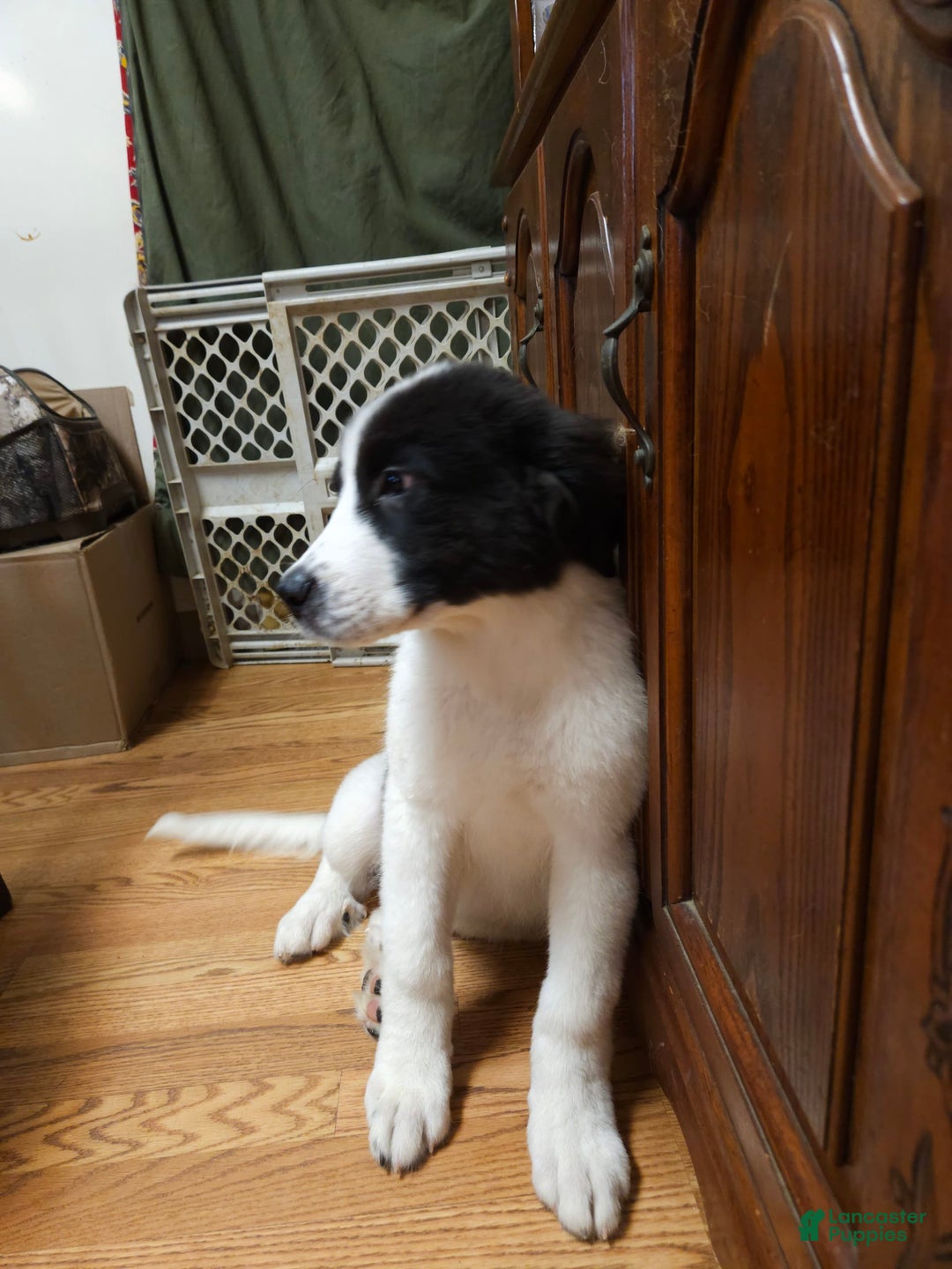 Great Pyrenees dogs for sale: Trish - Image 6