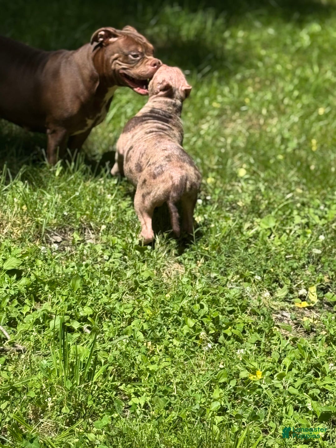 American Bully dogs for sale: Peso - Image 6