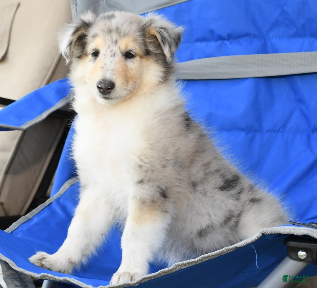 Collie dogs for sale: Pansy - Image 4