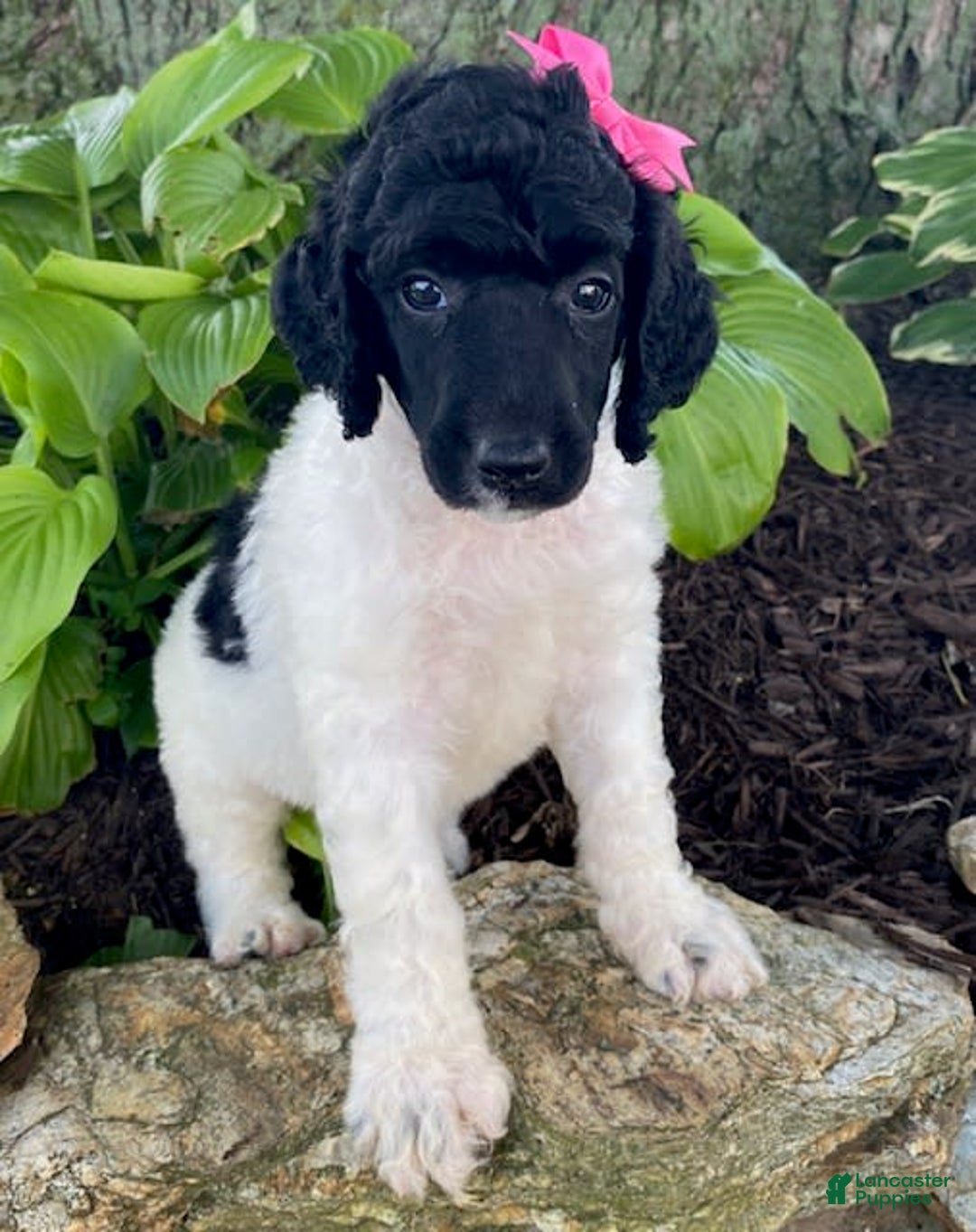 Standard Poodle dogs for sale: Roxy - Image 5