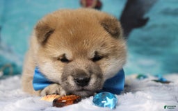 Shiba Inu dogs for sale: Larry - Image 5