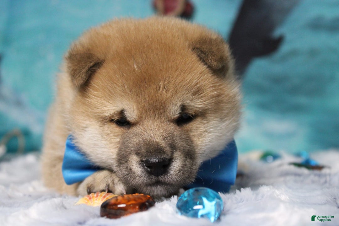 Shiba Inu dogs for sale: Larry - Image 5