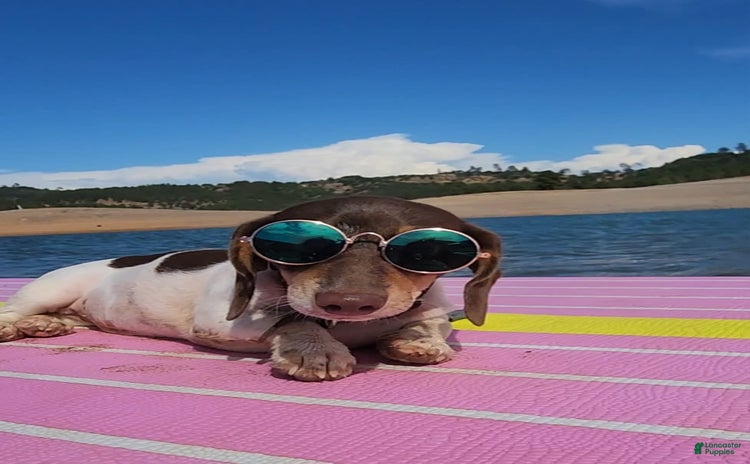 Miniature Dachshund dogs for sale - Ad 1