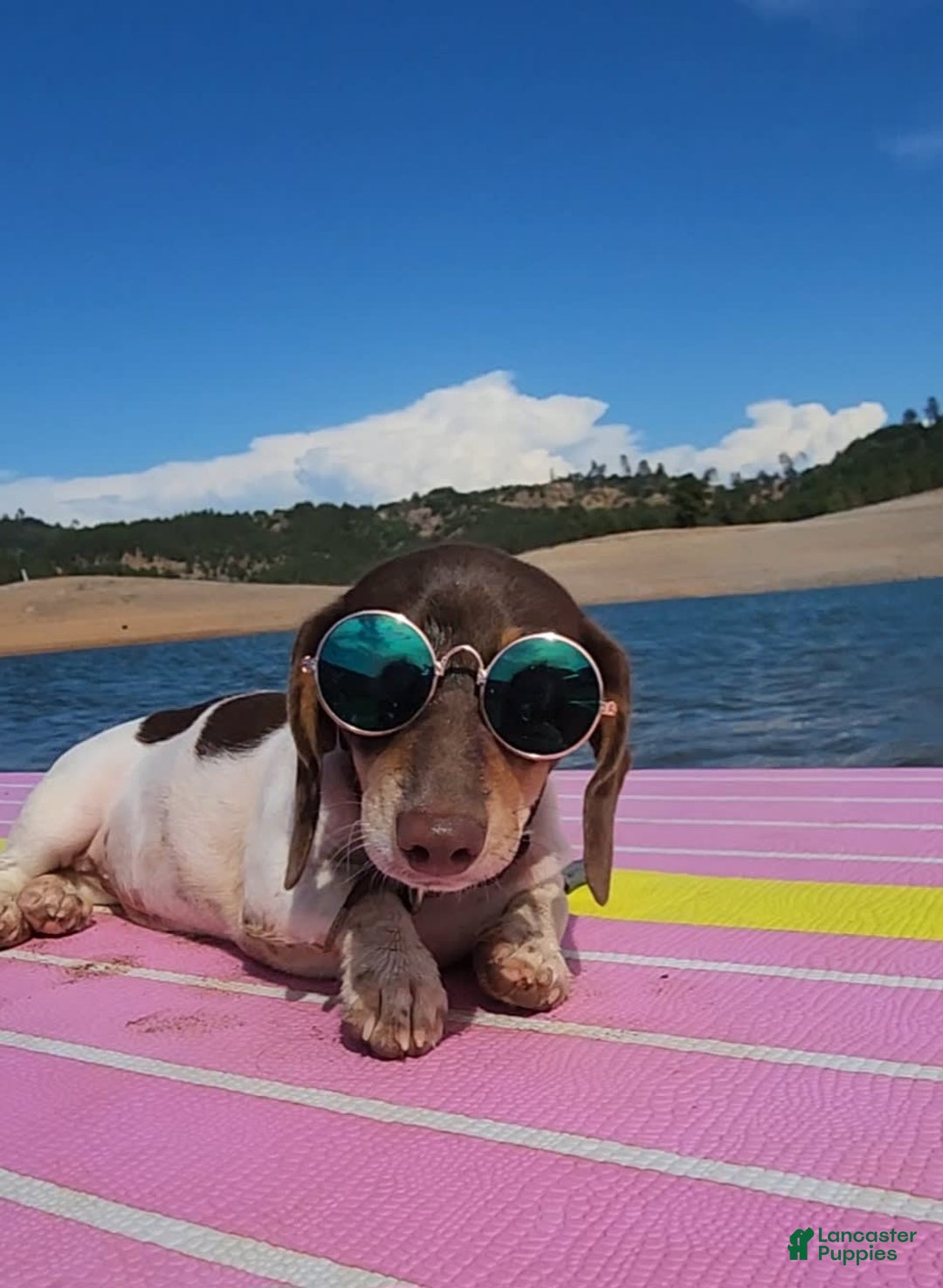 Miniature Dachshund dogs for sale: Babygirl - Image 1