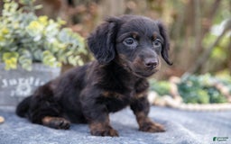 Miniature Dachshund dogs for sale: Midnight - Image 2