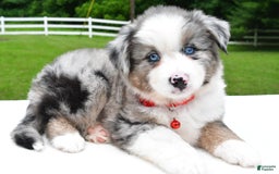 Miniature Australian Shepherd dogs for sale: Jessica - Image 6