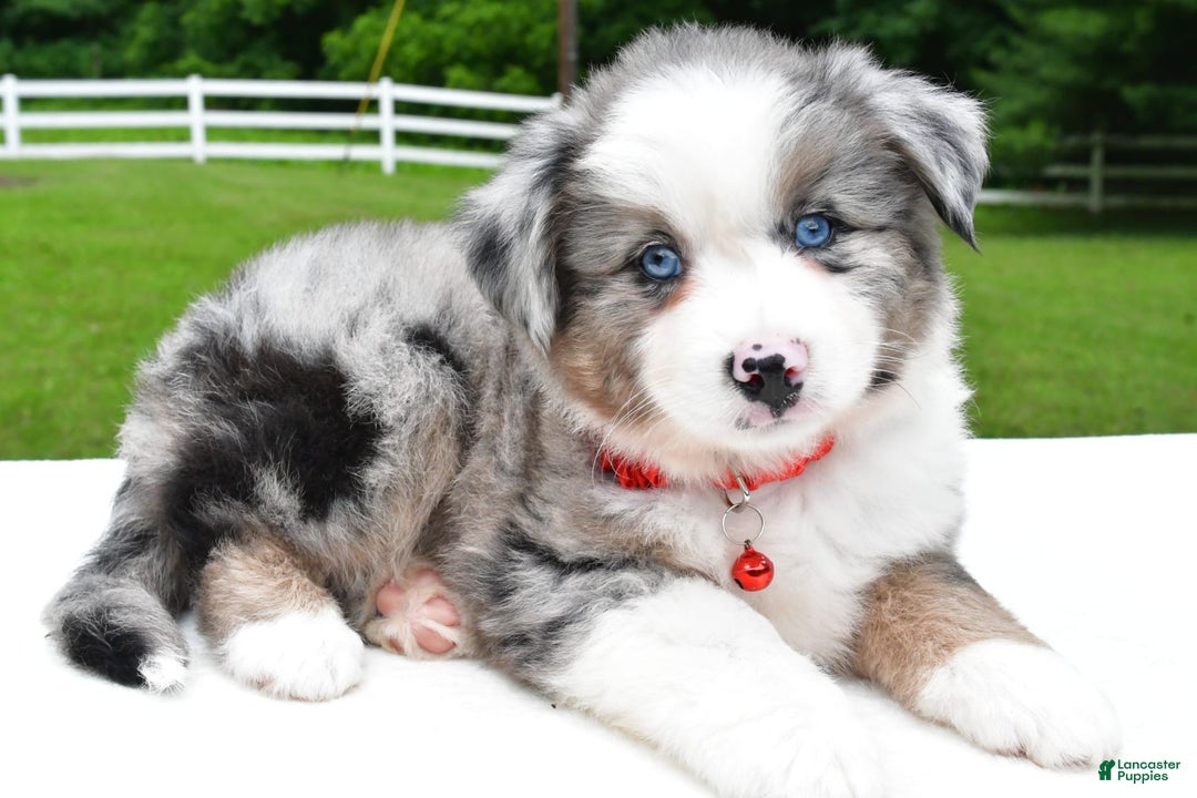 Miniature Australian Shepherd dogs for sale: Jessica - Image 6