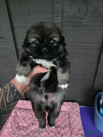 Pekingese dogs for sale - Ad 4