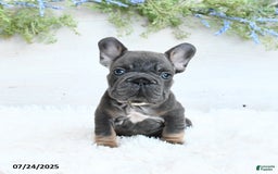 French Bulldog dogs for sale: Blazer - Image 1