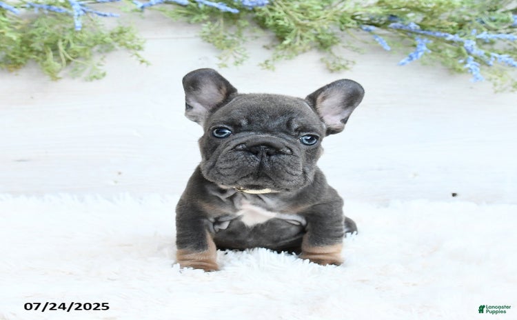French Bulldog dogs for sale - Ad 2