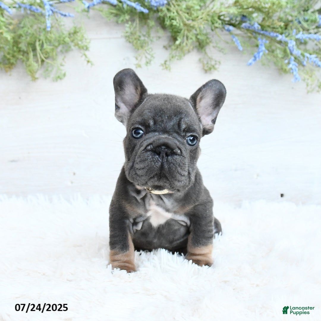 French Bulldog dogs for sale: Blazer - Image 1