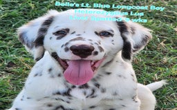 Dalmatian dogs for sale: Belles Lt. Blue Lua Longcoat Liver Spotted Boy - Image 7