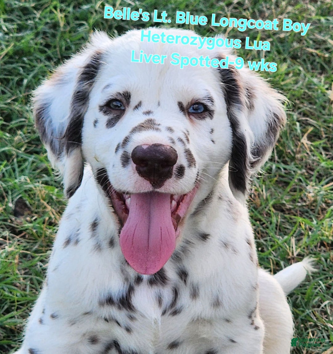 Dalmatian dogs for sale: Belles Lt. Blue Lua Longcoat Liver Spotted Boy - Image 7