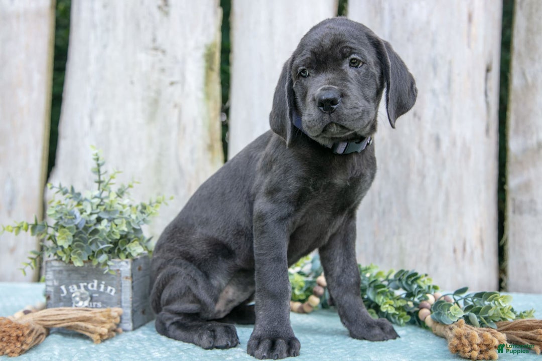 Cane Corso dogs for sale: Fraya - Image 3