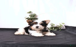 Biewer Terrier dogs for sale: Atlas - Image 1