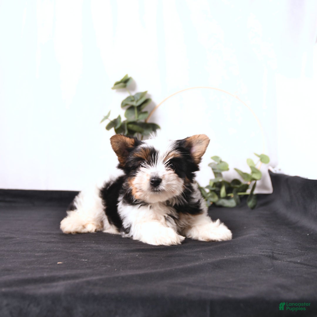 Biewer Terrier dogs for sale: Atlas - Image 1