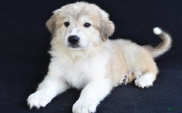 Great Pyrenees dogs for sale: Marla - Image 5