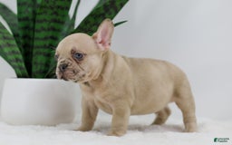 French Bulldog dogs for sale: Hadley - Image 12