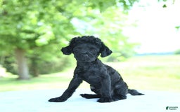 Toy Poodle dogs for sale: Shadow - Image 5
