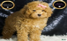 Toy Poodle dogs for sale: Joy - Image 5