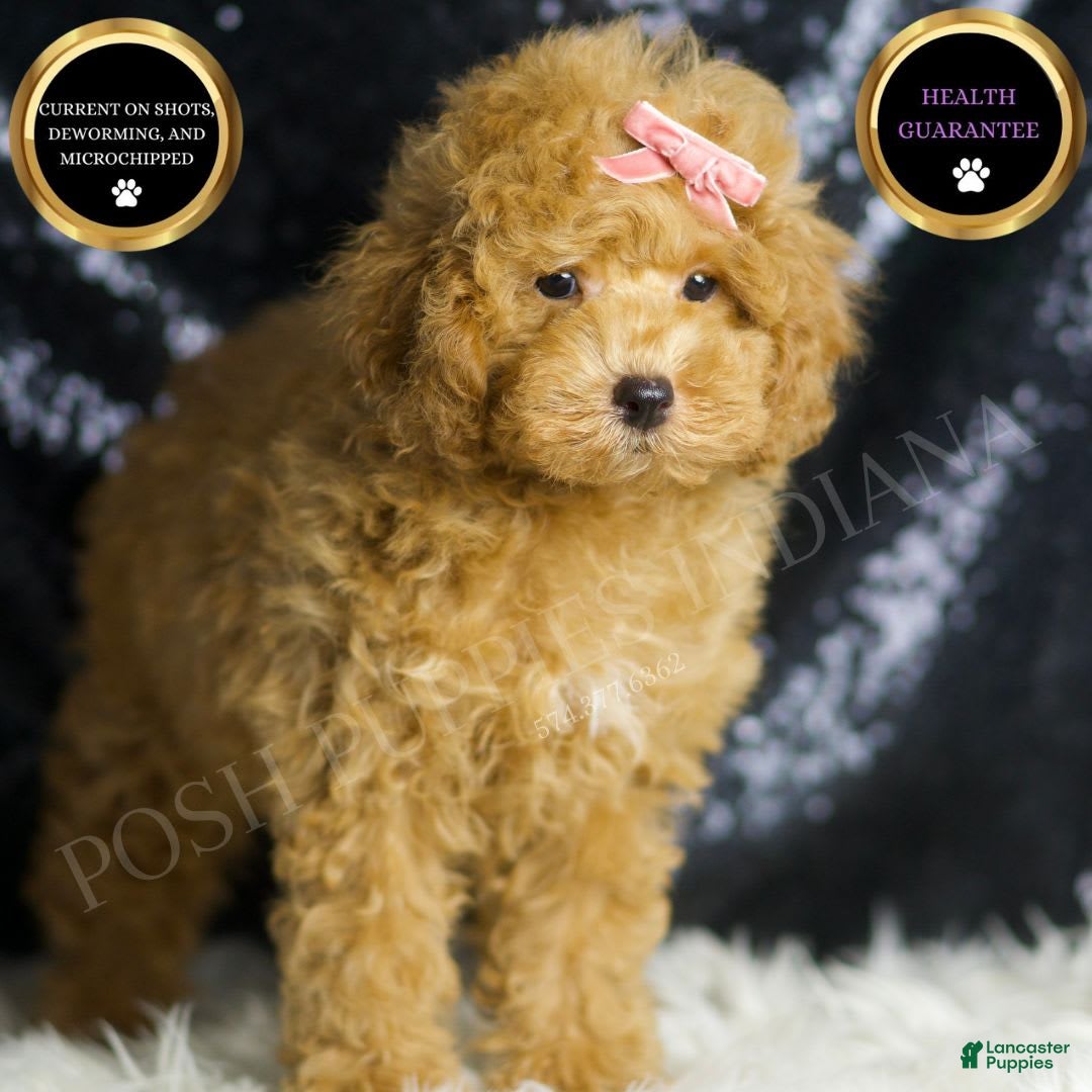 Toy Poodle dogs for sale: Joy - Image 5