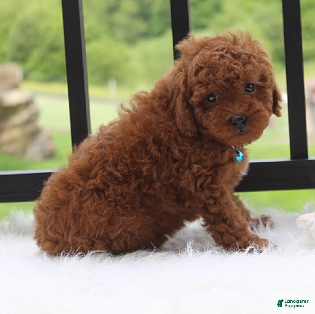Toy Poodle dogs for sale: Tommy - Image 3