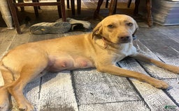 Labrador Retriever dogs for sale: Ducky - Image 2