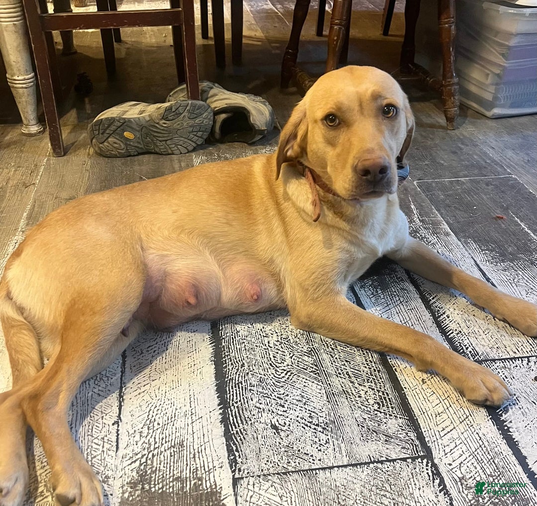Labrador Retriever dogs for sale: Ducky - Image 2