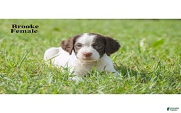 Brittany Spaniel dogs for sale: Brooke - Image 1