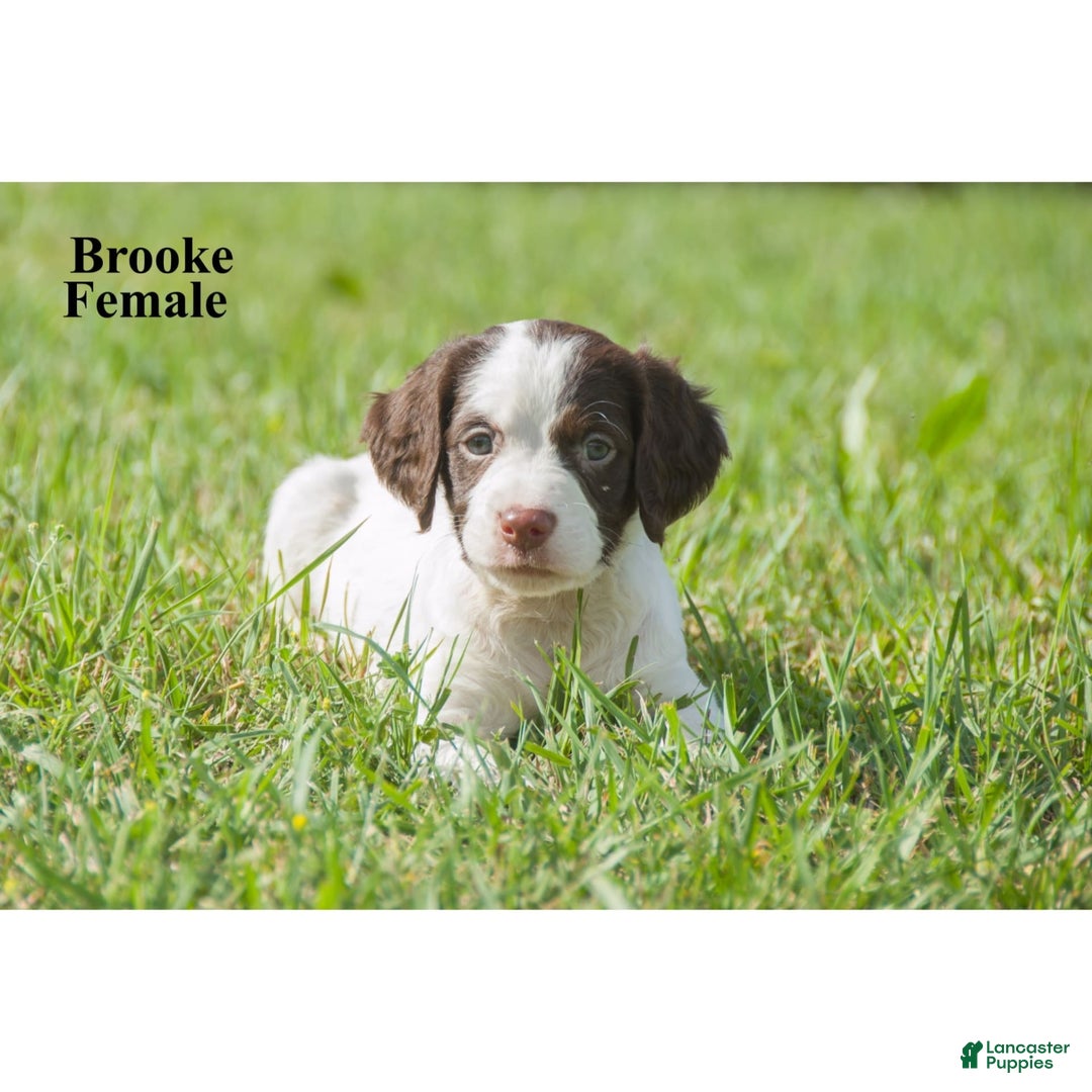 Brittany Spaniel dogs for sale: Brooke - Image 1