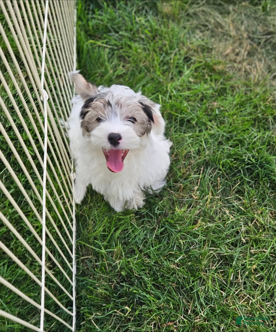 Morkie dogs for sale: Hercules - Image 6