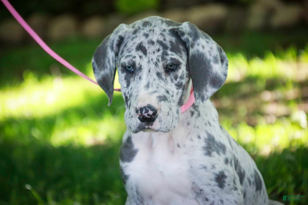 Great Dane dogs for sale: Jamaica - Image 16