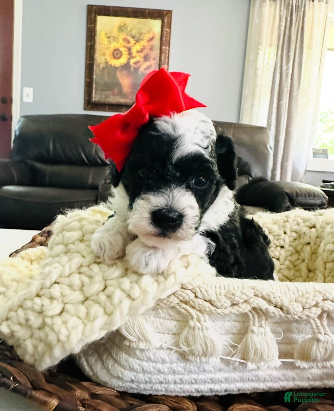 Miniature Poodle dogs for sale: Parti Girl - Image 1