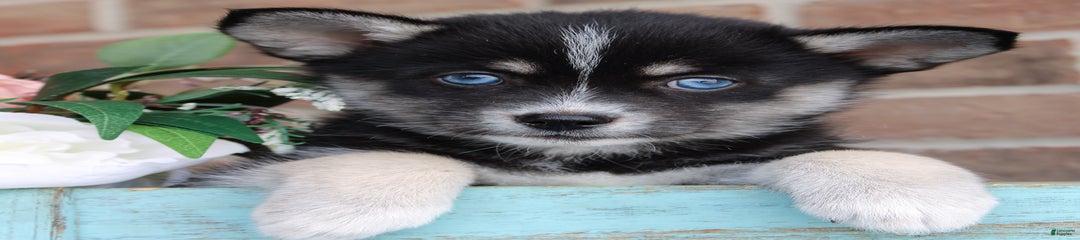 Anakin
