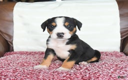 Greater Swiss Mountain Dog dogs for sale: Felix - Image 4