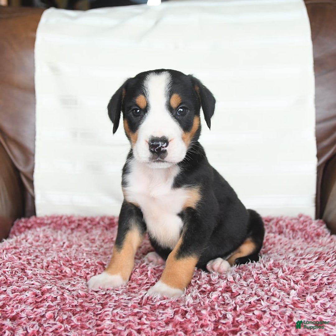 Greater Swiss Mountain Dog dogs for sale: Felix - Image 4